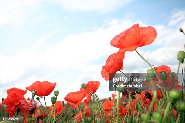 wild poppies - remembrance day poppy stock-fotos und bilder