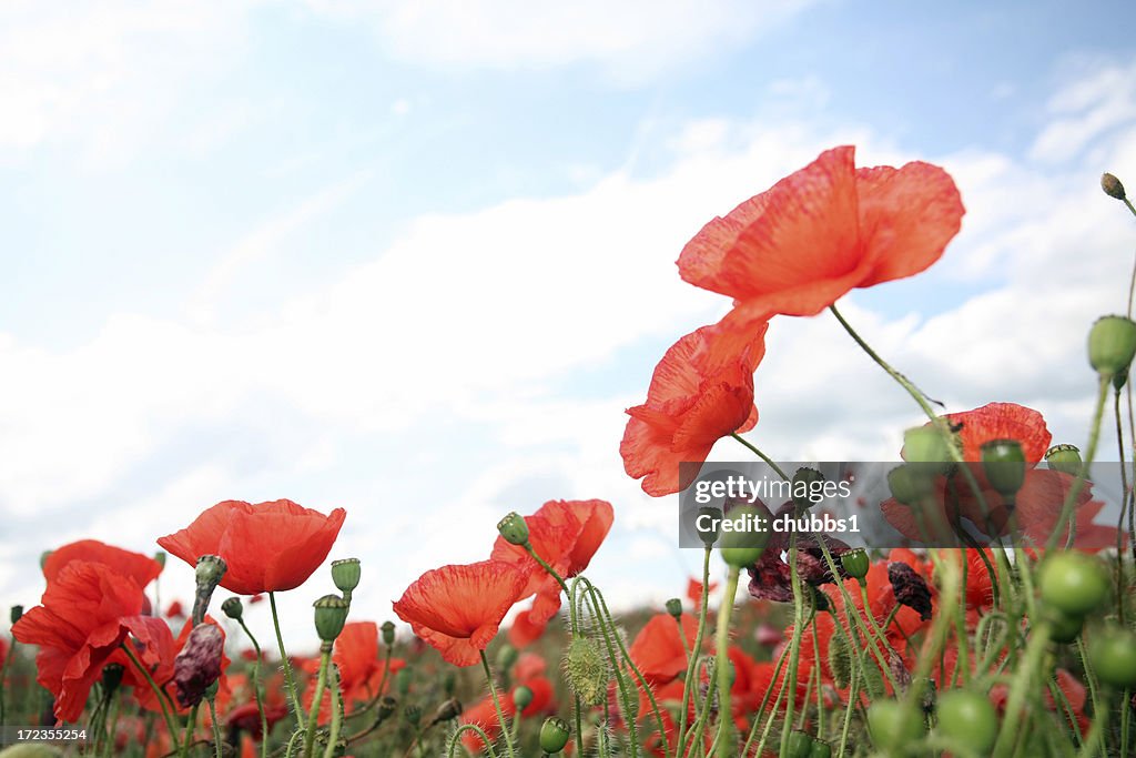 Wild poppies