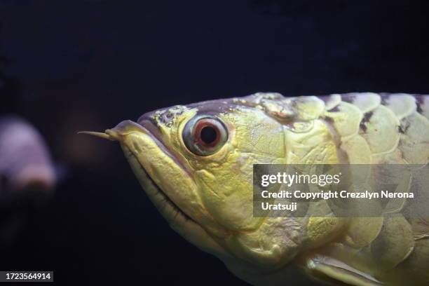 one fish asian arowana extreme close up in side view - arowana stockfoto's en -beelden