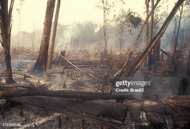 destrucción de calentamiento global - deforestation fotografías e imágenes de stock