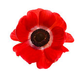 Red poppy isolated on a white background