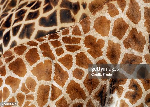 textura de pele de girafa - pele de animal imagens e fotografias de stock