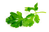 Cilantro Herb Leaf, a Fresh Vegetable Garnish and Seasoning Spice