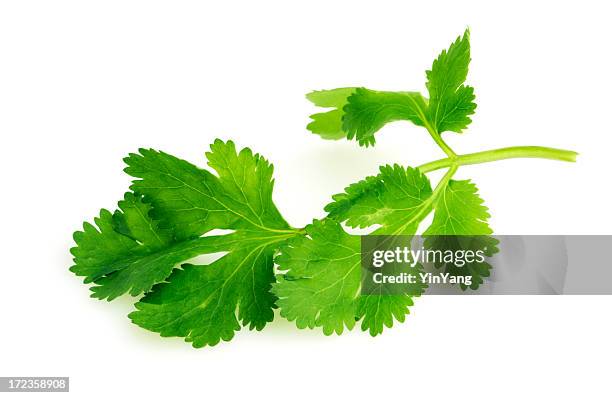 cilantro herb leaf, a fresh vegetable garnish and seasoning spice - green leaf studio shot stock pictures, royalty-free photos & images