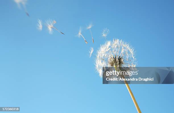 dandelion - frö bildbanksfoton och bilder