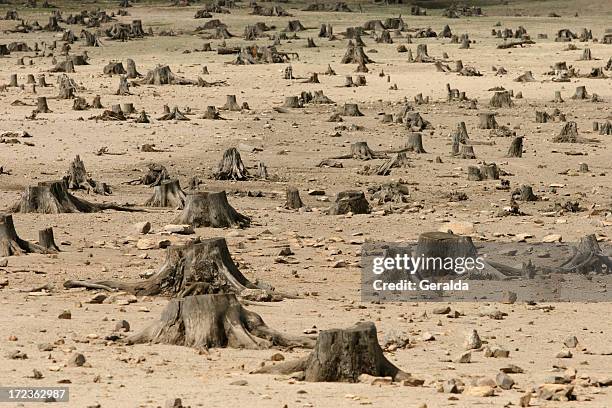 sad image showing the increase in deforestation - ontbossing stockfoto's en -beelden