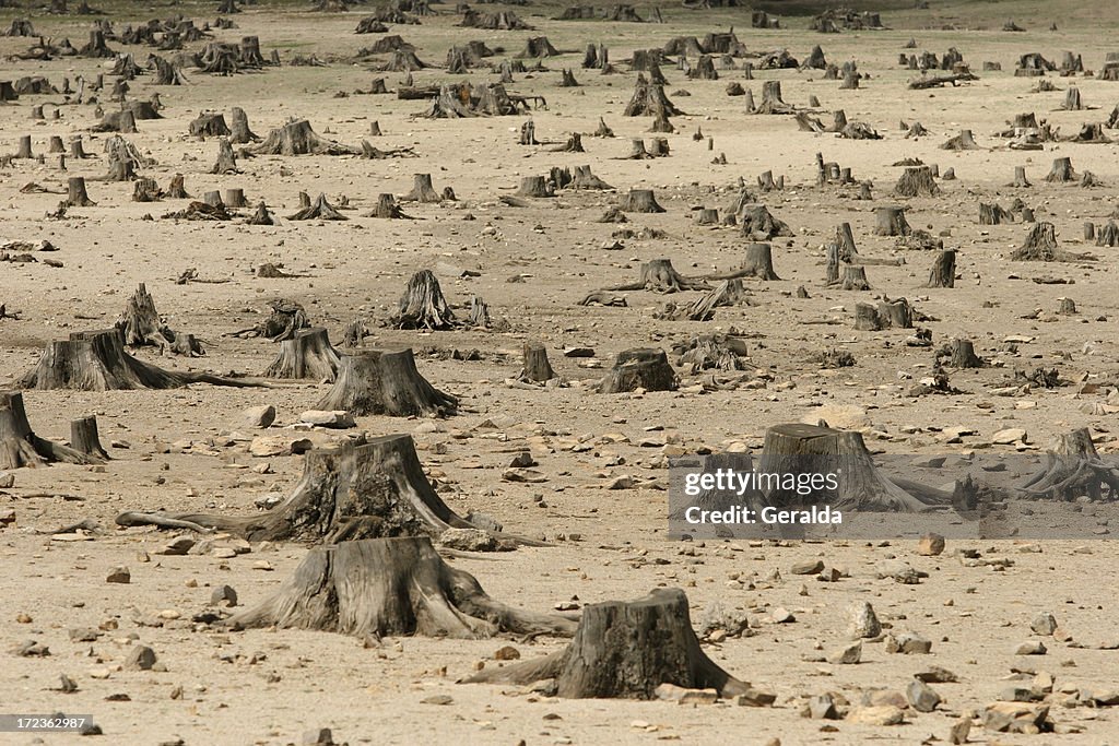 Sad image showing the increase in deforestation