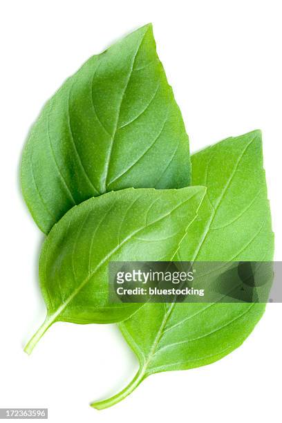 foglie di basilico - basilico foto e immagini stock