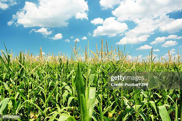 indiana cornfield mit wolken auf hellen sommer tag - indiana stock-fotos und bilder