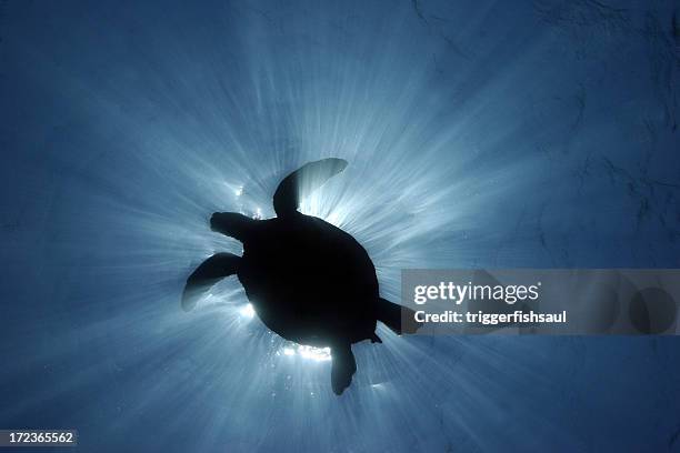 sea turtle silhouette - turtle silhouette stock pictures, royalty-free photos & images
