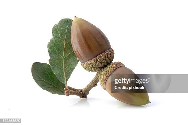 acorns - live oak tree stock pictures, royalty-free photos & images