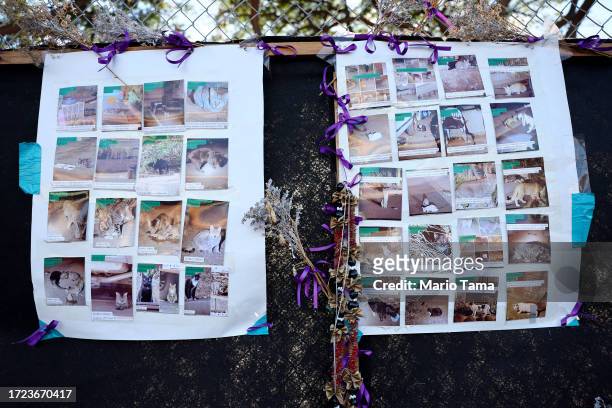 Photos of animals sighted around Lahaina after a devastating wildfire are posted to a fence on October 07, 2023 in Lahaina, Hawaii. The wind-whipped...