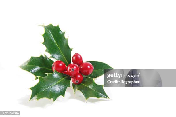 sprig of green holly and ripe red berries - christmas decoration white background stock pictures, royalty-free photos & images