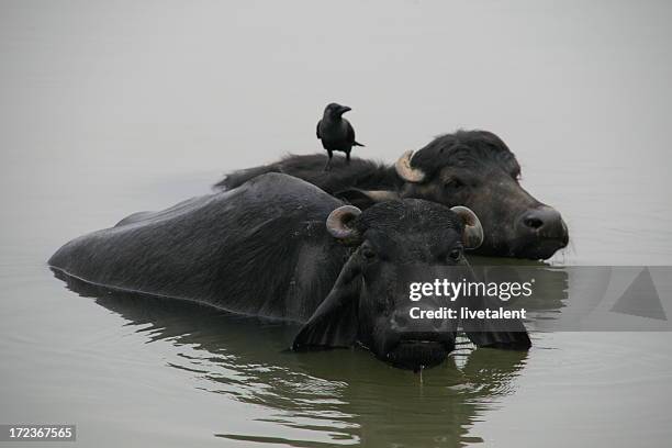 bufalo indiano del gange - bufalo indiano foto e immagini stock