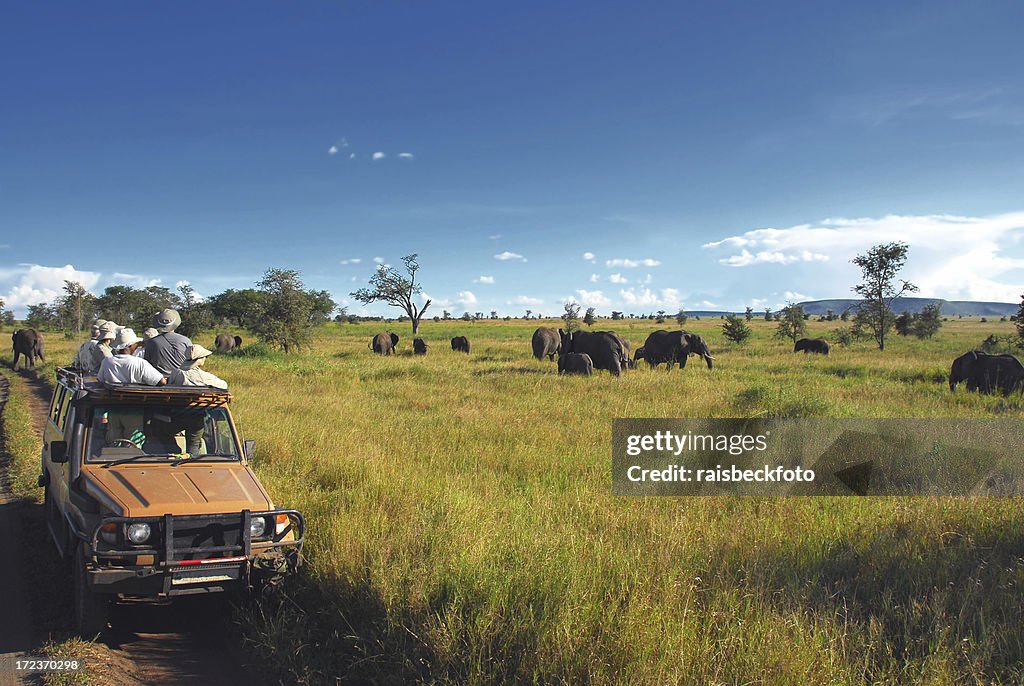 Safari Goers ver elefantes na Planície de Serengeti, Tanzânia