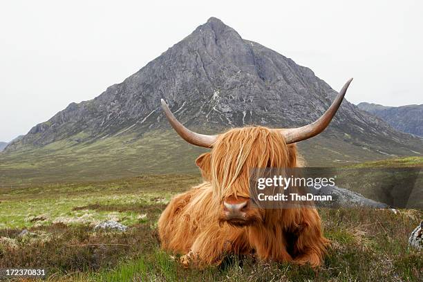 quintessential scotland - highland cattle stock pictures, royalty-free photos & images