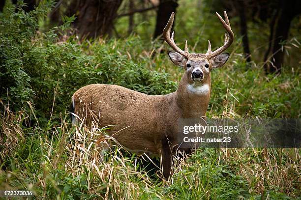 whitetail reductor - antler fotografías e imágenes de stock