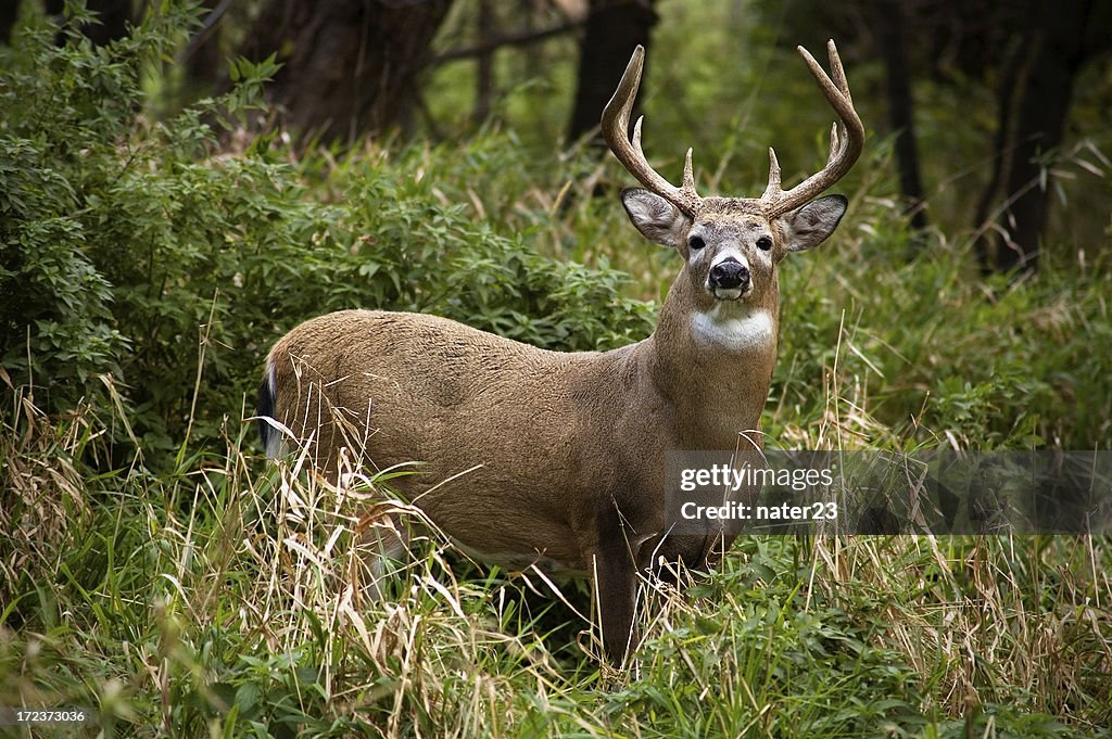Buck whitetail
