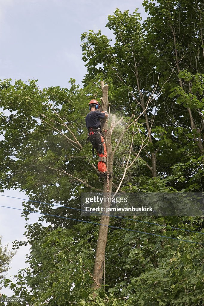 Arborist trims a tree