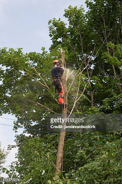 arborist trims a tree - tree removal stock pictures, royalty-free photos & images