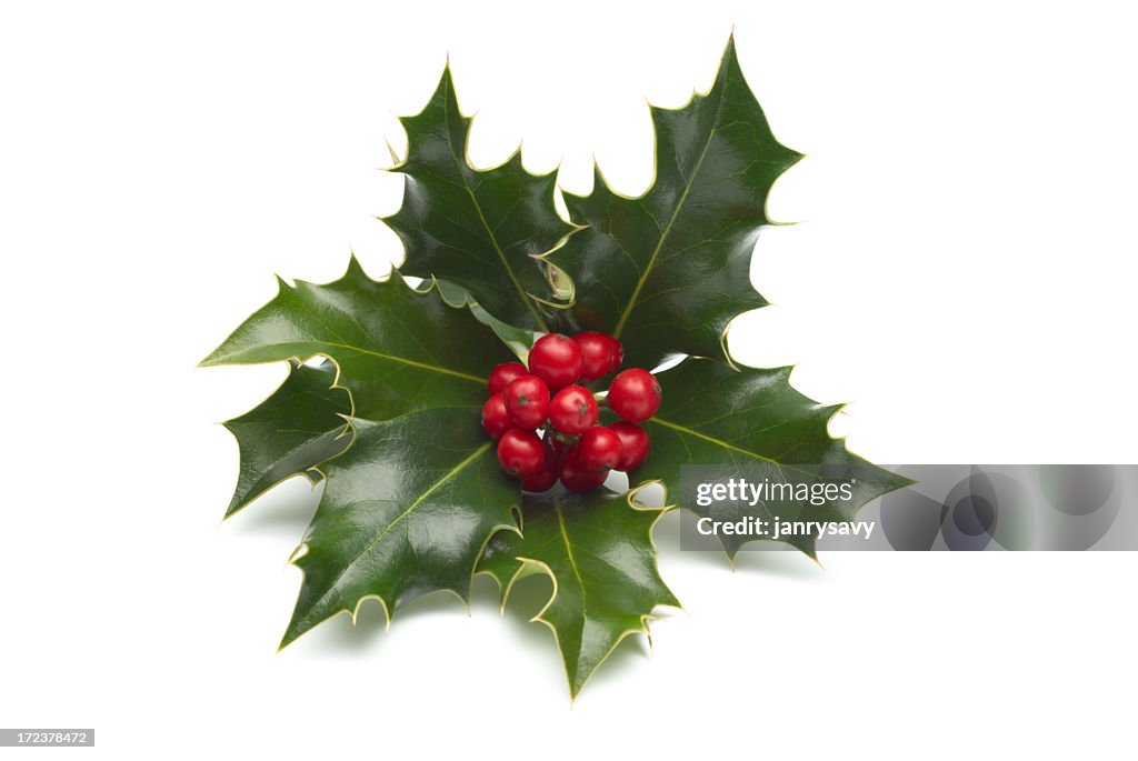 Close-up of single holly bunch on white background