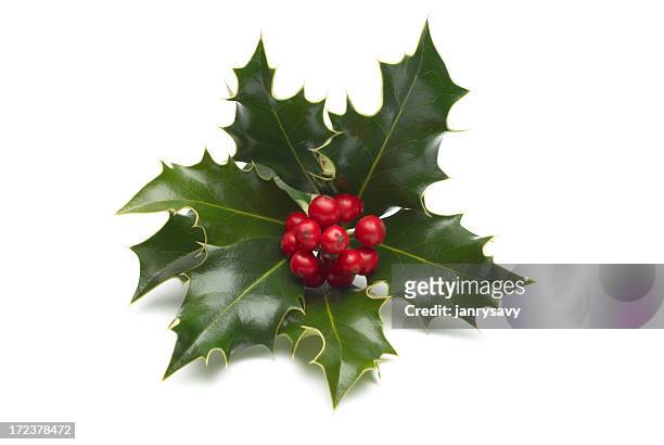 close-up of single holly bunch on white background - holly berry stock pictures, royalty-free photos & images