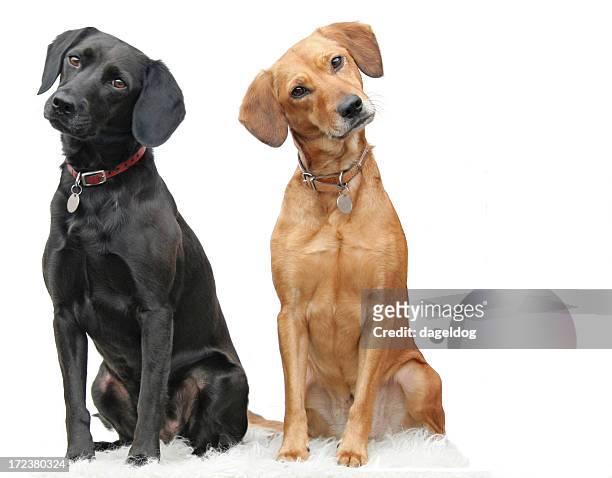 best of friends - collar stock pictures, royalty-free photos & images