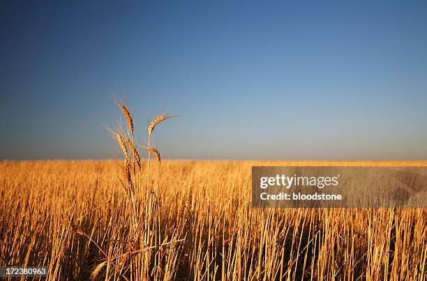 ländliche series - südaustralien stock-fotos und bilder