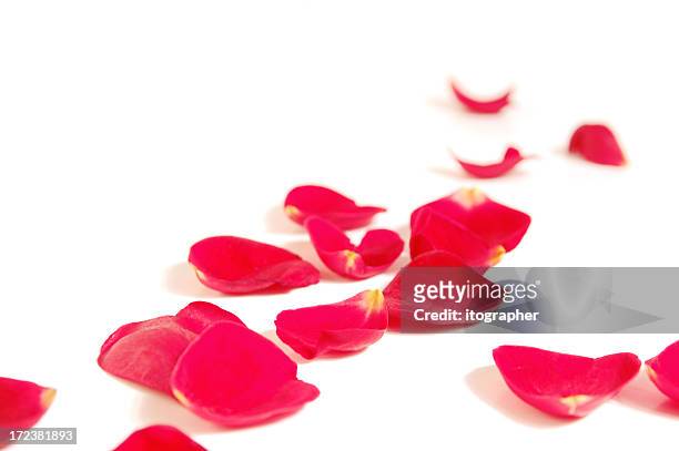 ambiente romántico - rose petal fotografías e imágenes de stock