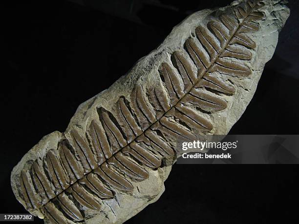 far - fern fossil stock pictures, royalty-free photos & images