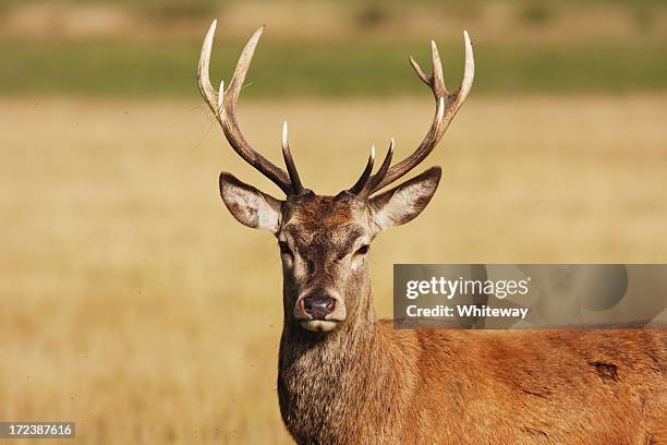un cerf hart red deer - famille du cerf photos et images de collection