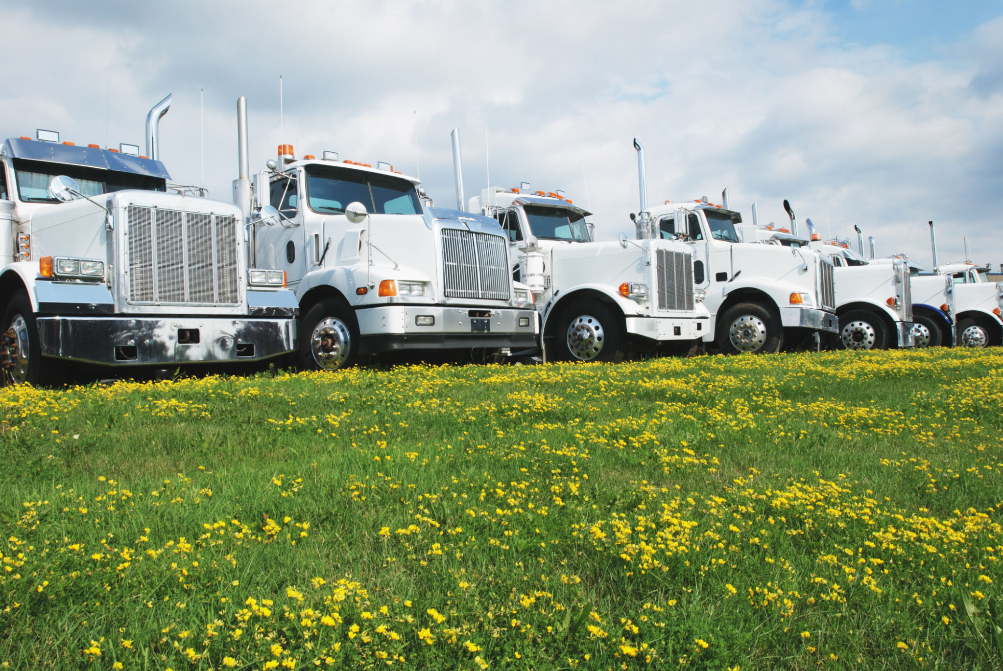 A row of trucks lined up in front of a field of flowers A row of trucks lined up in front of a field of flowers