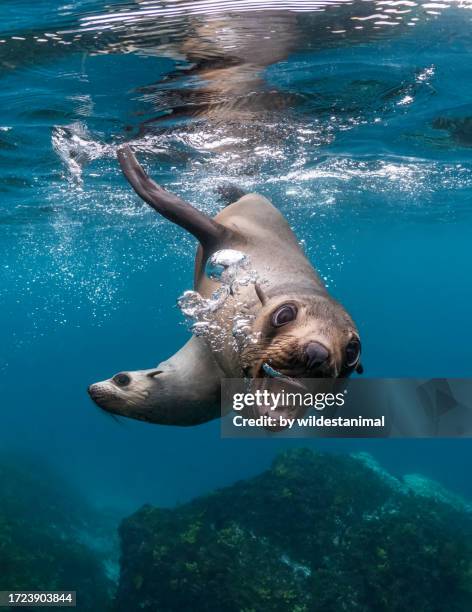 australian fur seal exhaling. - seal fin stock pictures, royalty-free photos & images