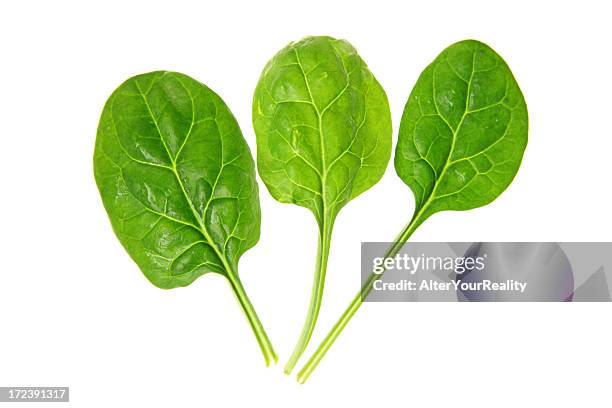 spinat-serie - spinat stock-fotos und bilder