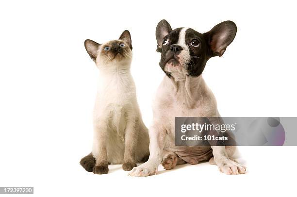 two buddies - dog cat stock pictures, royalty-free photos & images