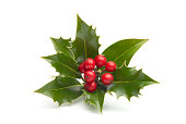Close-up of vividly colored holly isolated in white