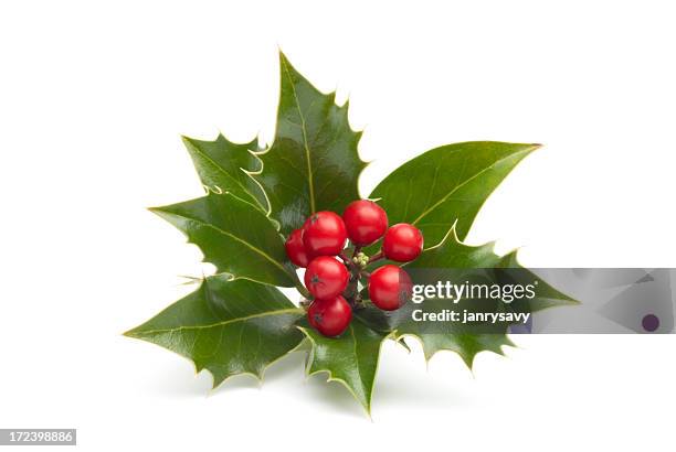 close-up of vividly colored holly isolated in white - christmas holly 個照片及圖片檔