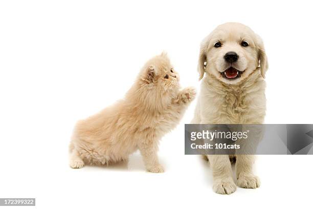 hola usted - happy dog on white fotografías e imágenes de stock