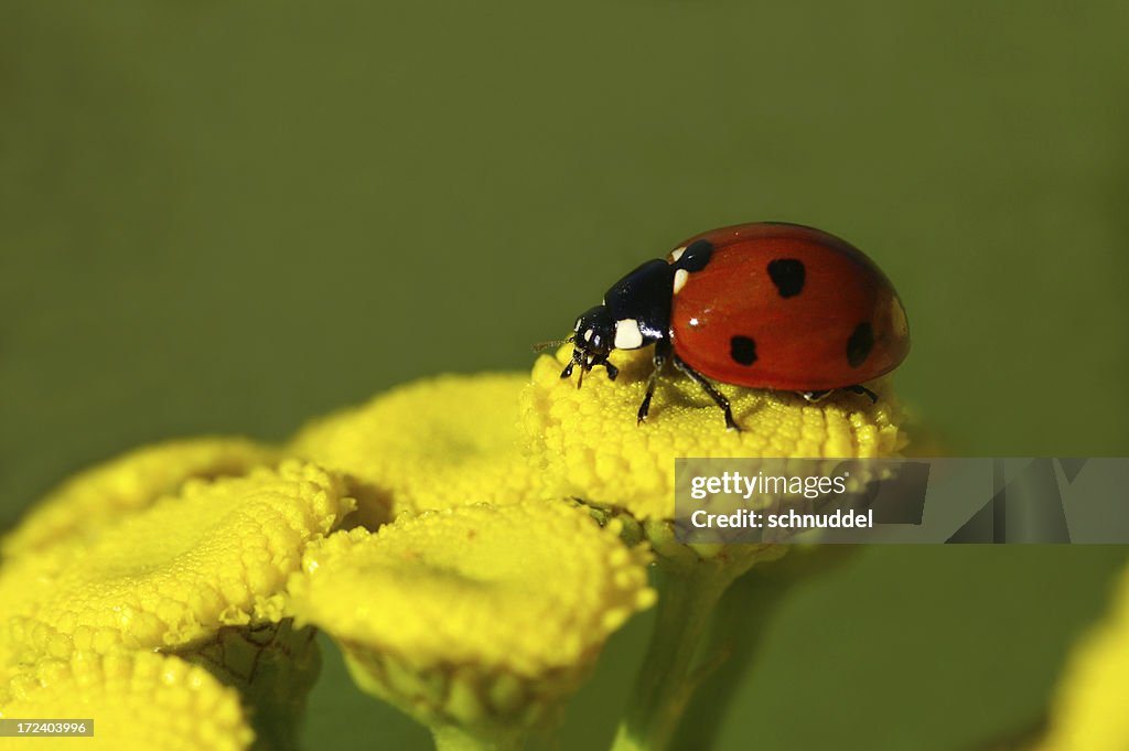 Ladybug on Rainfarn