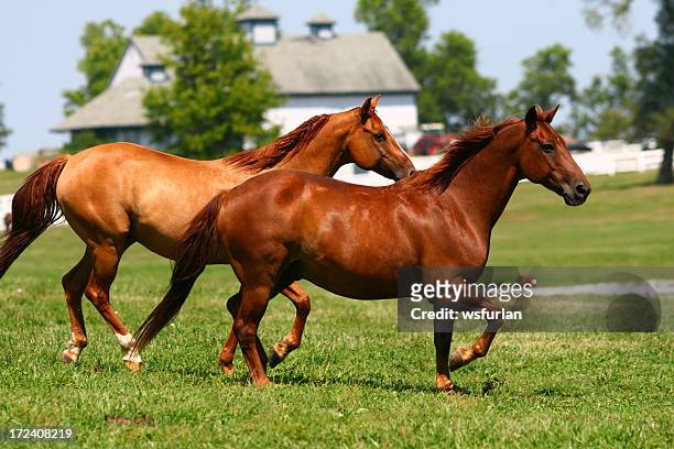 two brown horses running through a pasture - stallion running stock pictures, royalty-free photos & images