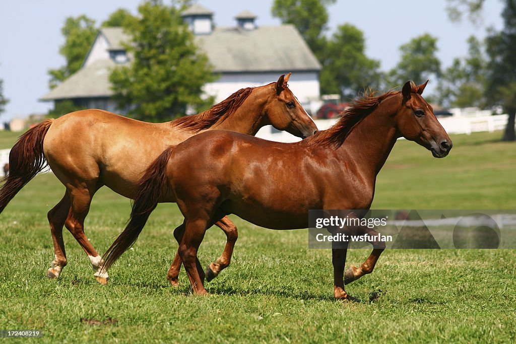 Two brown horses running through a pasture