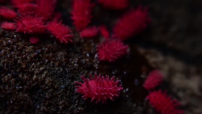 Springtail 4k 91 Springtail Stock Videos, Footage, & 4K Video Clips - Getty Images