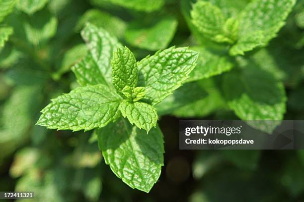 fresh mint - peppermint green stock pictures, royalty-free photos & images