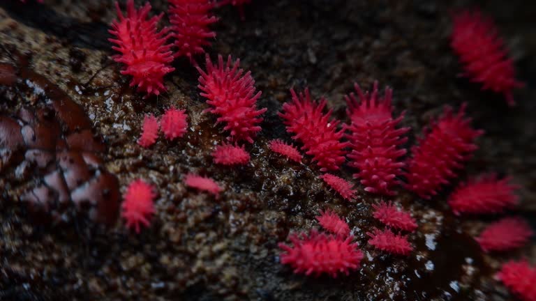 Springtail 4k 89 Springtail Stock Videos, Footage, & 4K Video Clips - Getty Images