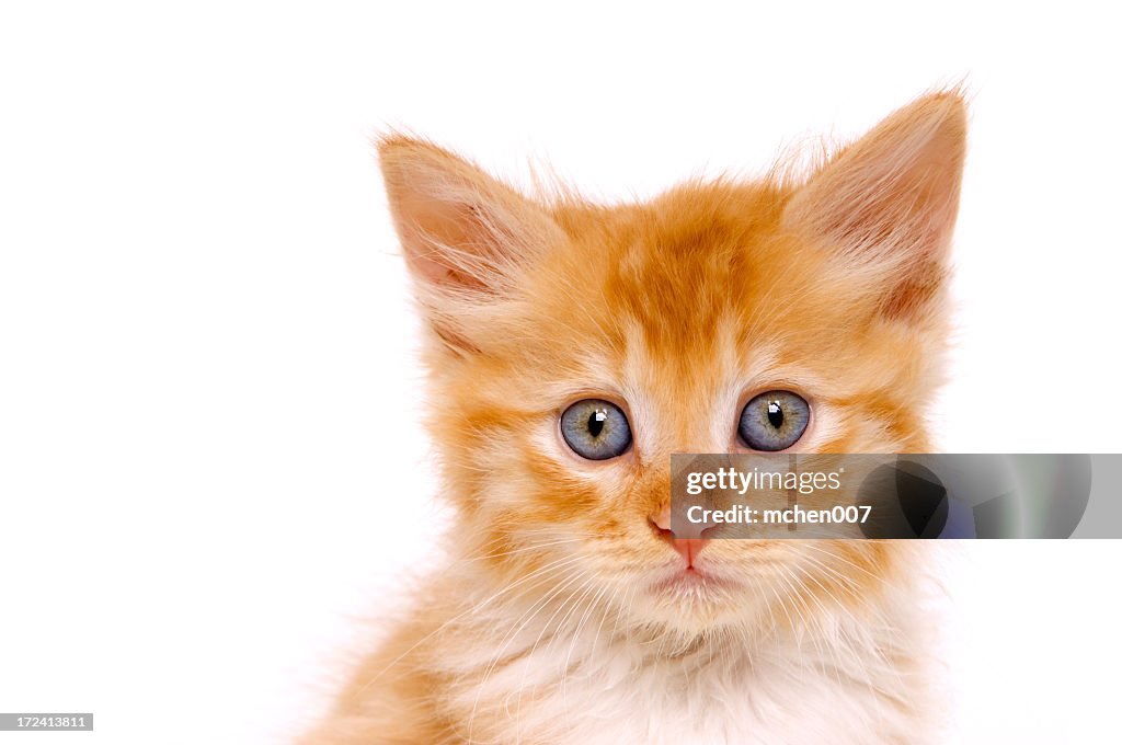 Ginger kitten looking lost and alone