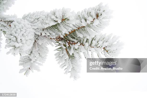 frost on a twig spruce - pine tree stock pictures, royalty-free photos & images