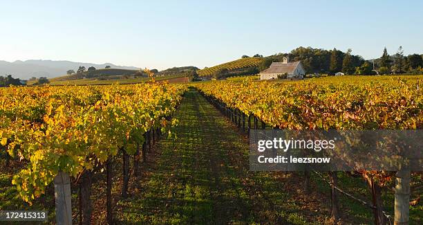 napa valley vineyard in autumn - napa valley stock pictures, royalty-free photos & images