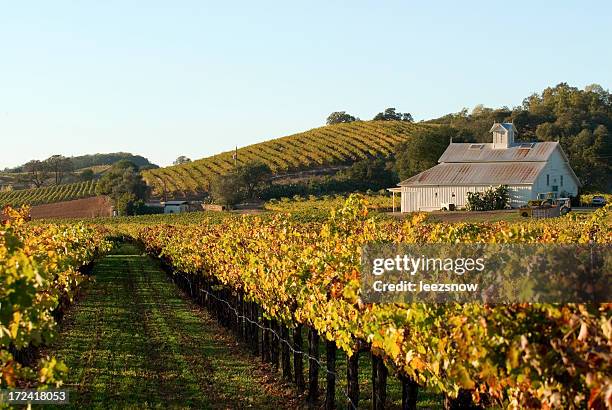 herbstliches weingut - napa valley stock-fotos und bilder