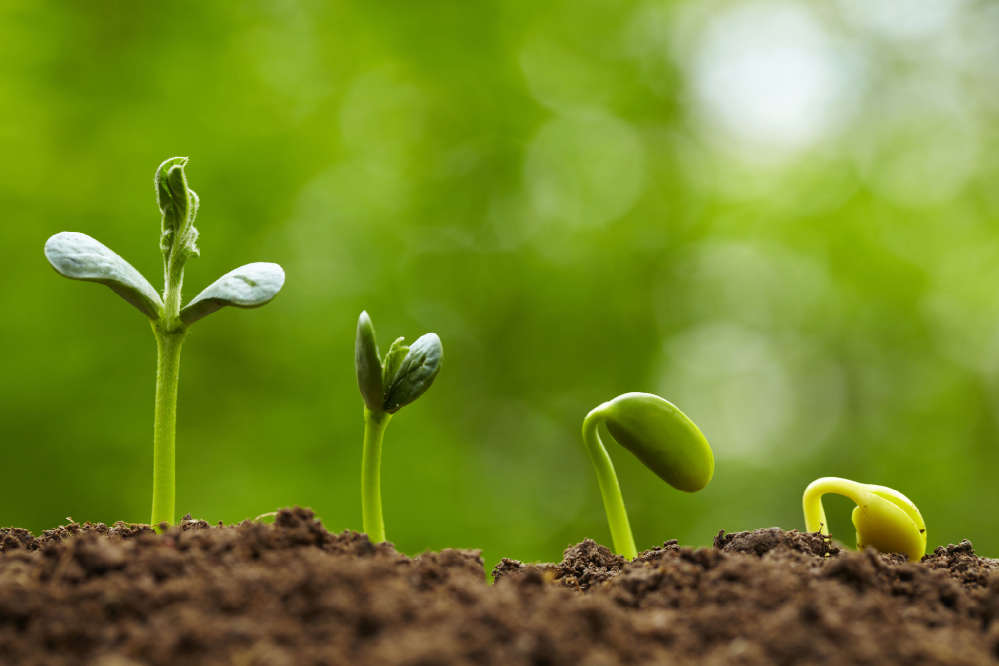 sprouting seeds