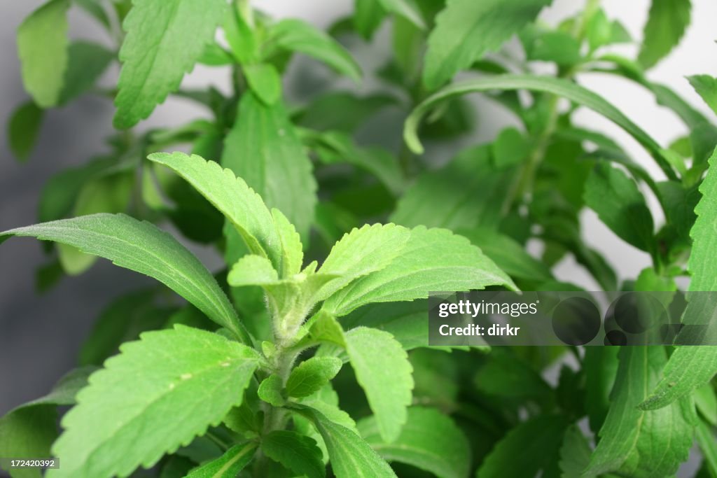 Stevia ou erva-doce